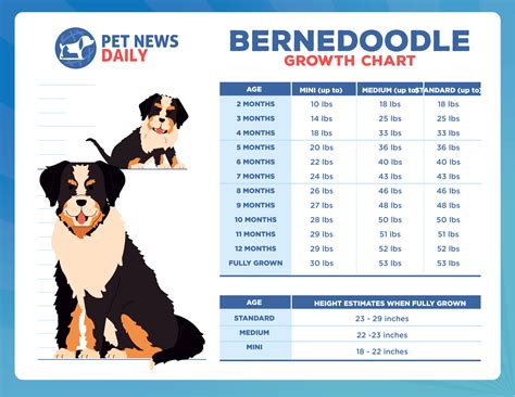 standard bernedoodle growth chart|Bernedoodle Sizes and Weights Variations 